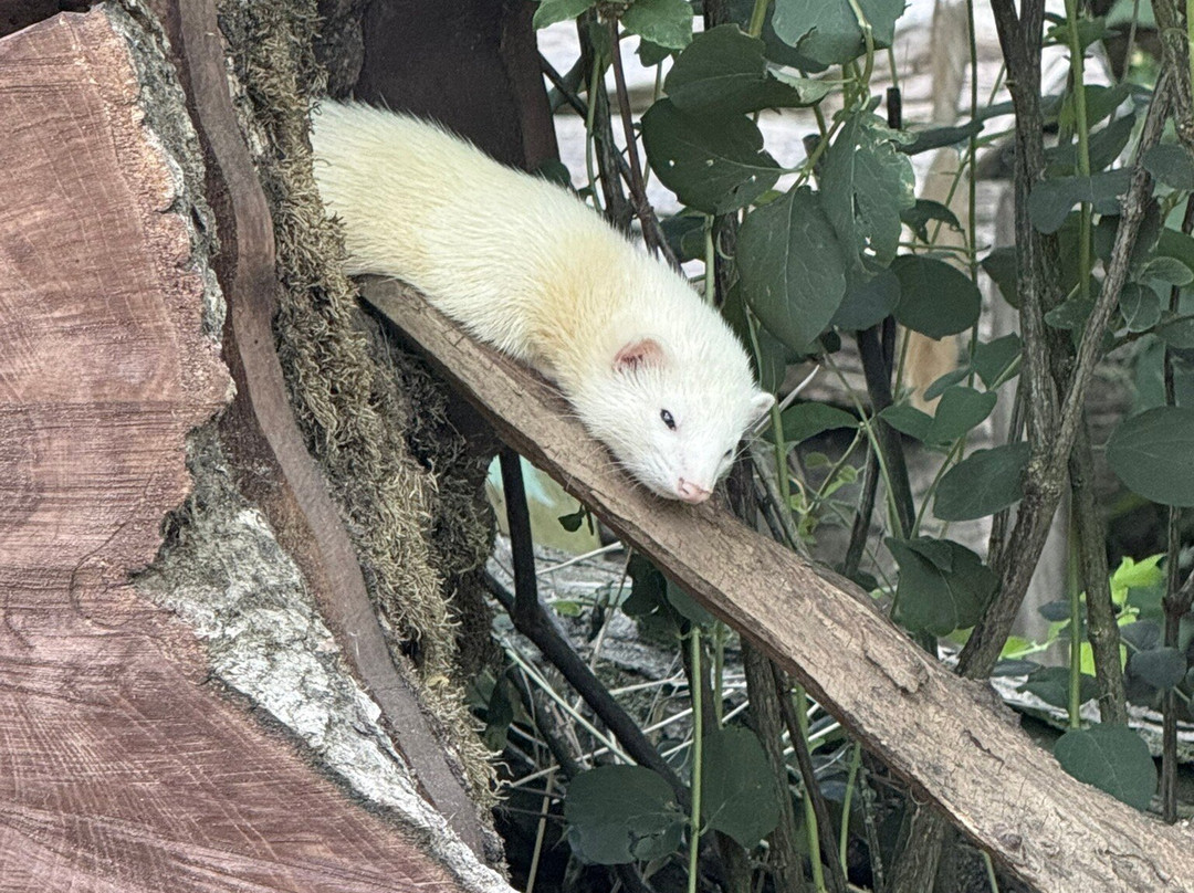 Tierpark Wolgast-Wolgast必去景点