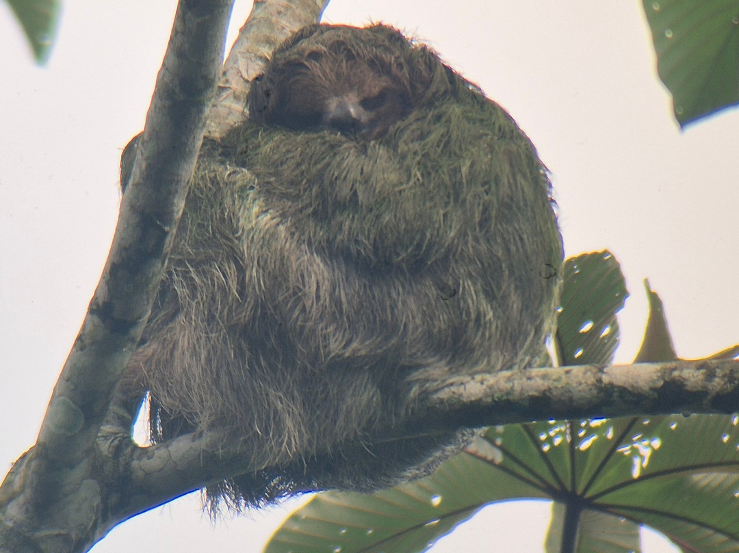 Pierella Ecological Garden-Horquetas必去景点