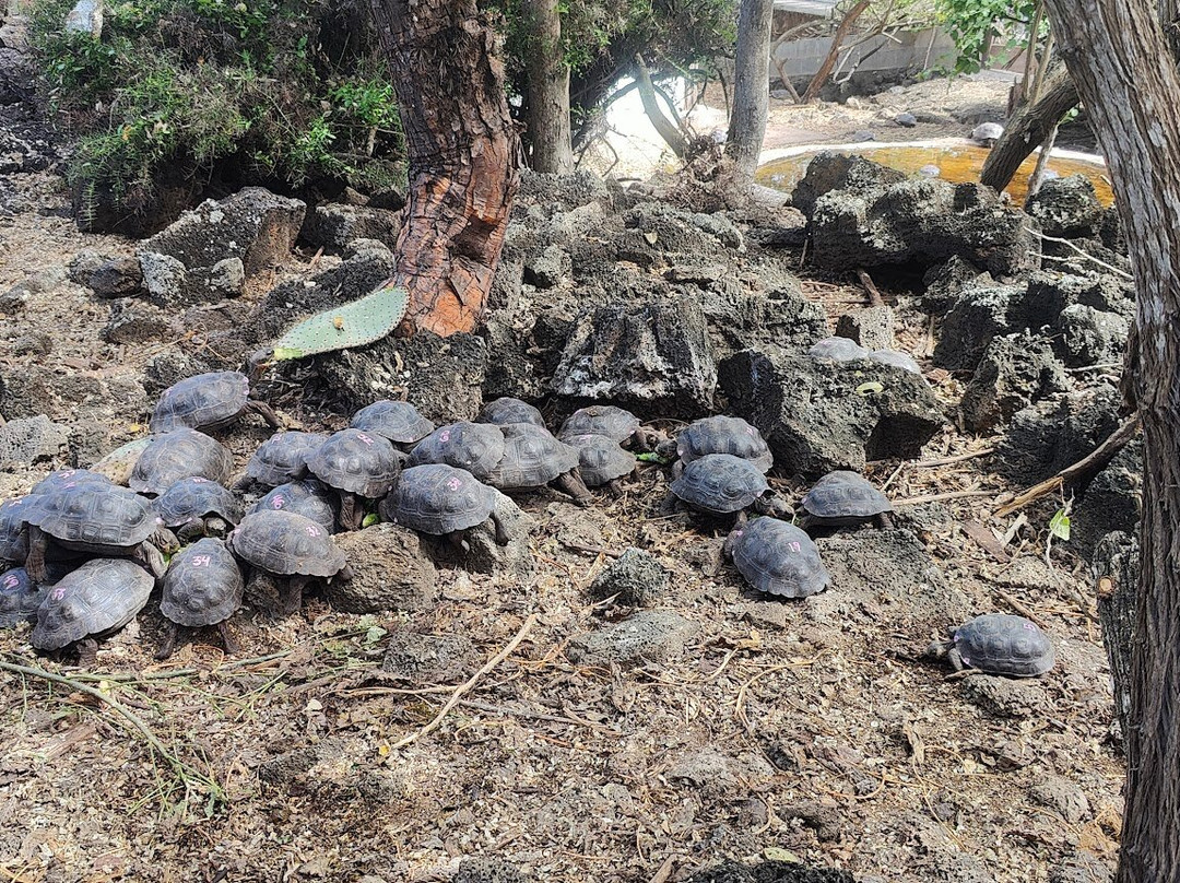Charles Darwin Research Station-阿约拉港必去景点