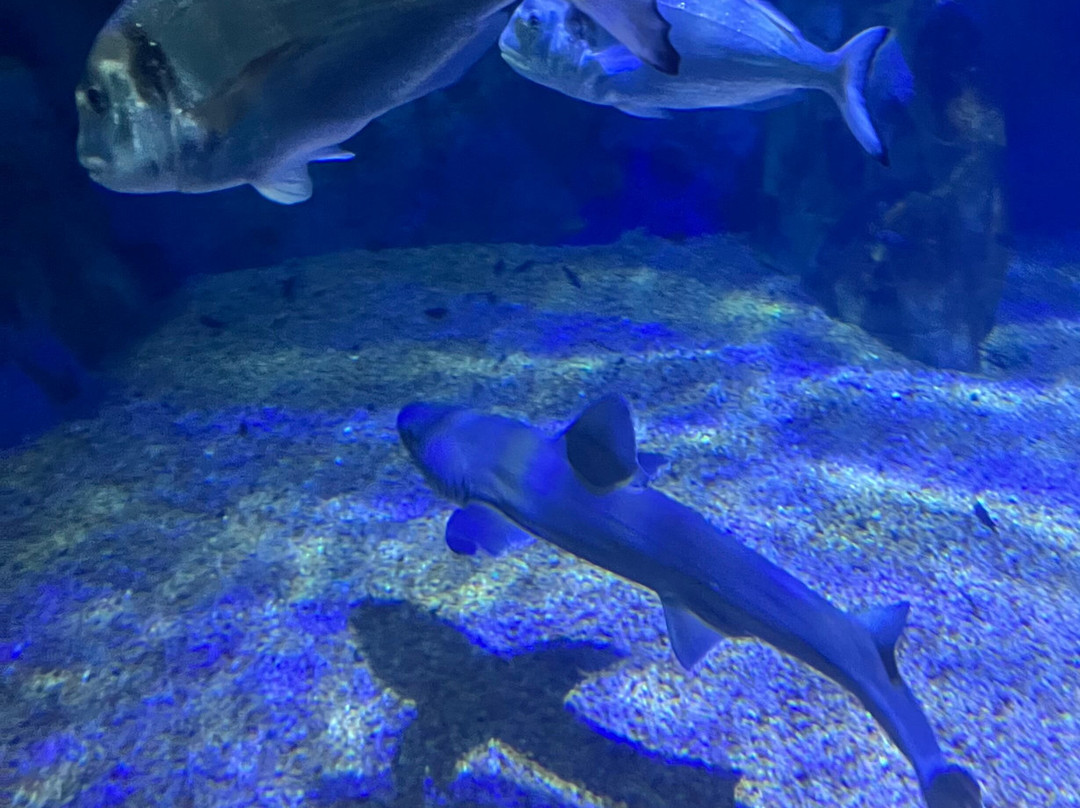 Acquario Cala Gonone-Dorgali必去景点