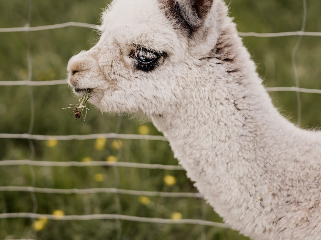 Bergtraum.Alpakas-克尔海姆必去景点