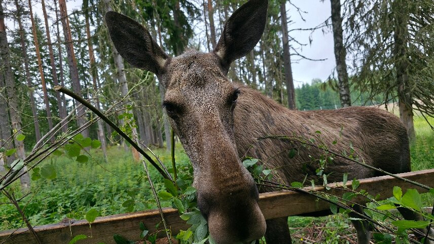 Varmlands Moose Park-Eksharad必去景点