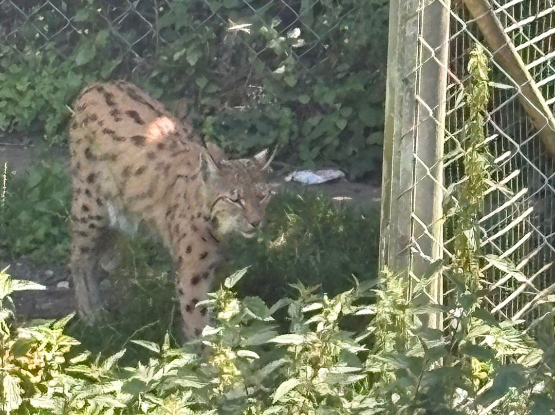 Dartmoor Zoological Society-Sparkwell必去景点