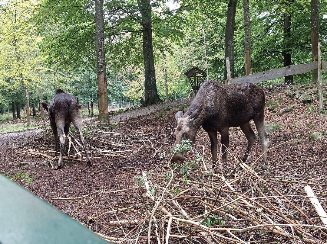 Soderasens Algpark (moosepark)-Kagerod必去景点