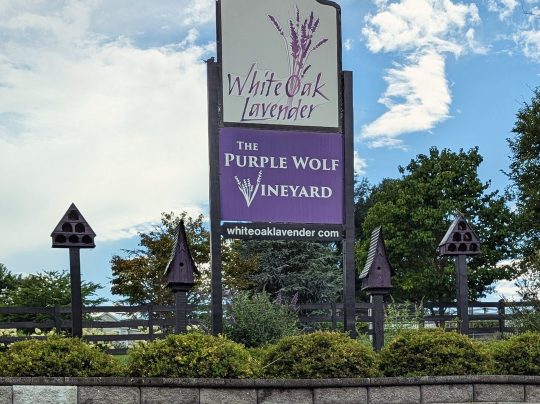 White Oak Lavender Farm & The Purple WOLF Tasting Room-哈里森堡必去景点