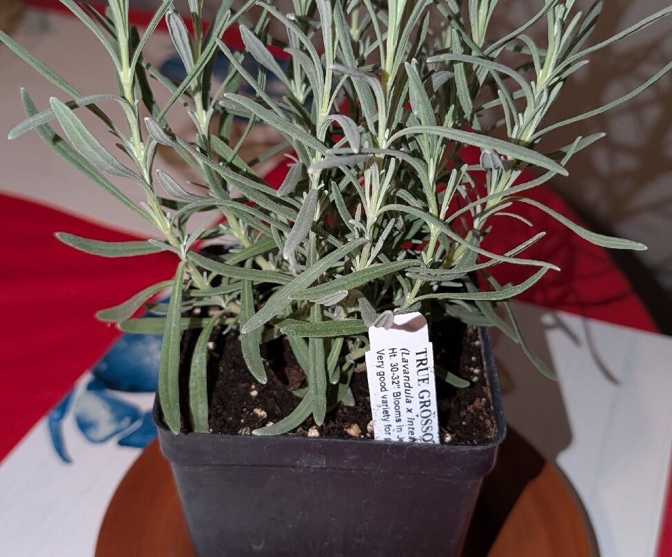 White Oak Lavender Farm & The Purple WOLF Tasting Room-哈里森堡必去景点