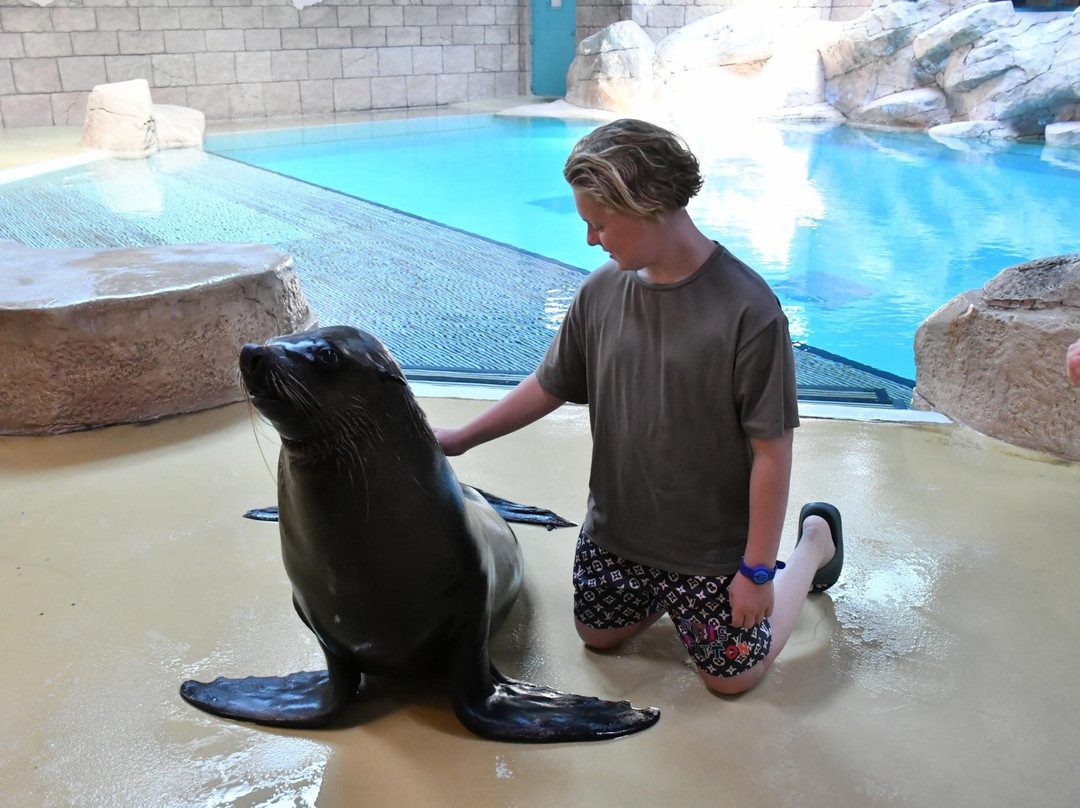 Sea Lion Point At Aquaventure World-迪拜必去景点