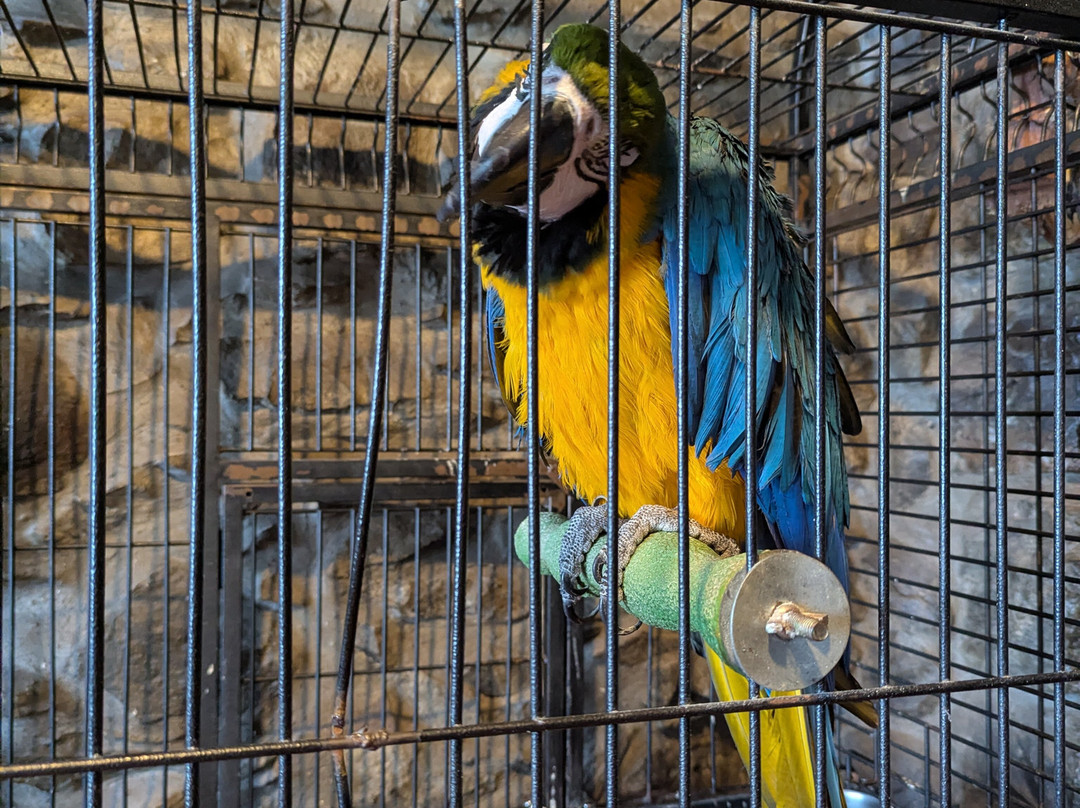 Icon Travel Madeira transfers & tours company-沙尔必去景点