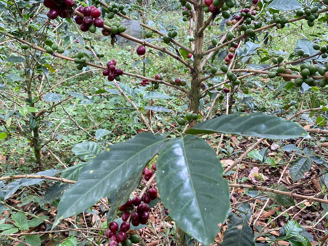 El Recuerdo Finca Cafetera Tradicional-萨伦托必去景点