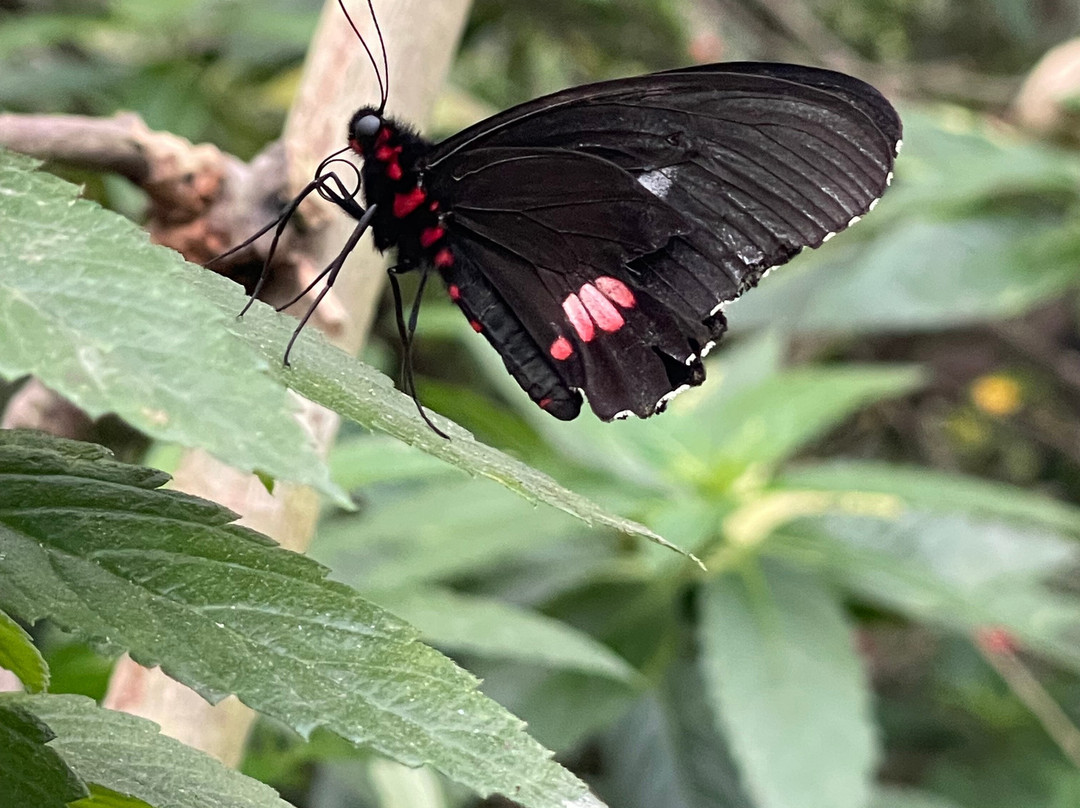 El Jardin de las Mariposas-San Miguel de los Bancos必去景点