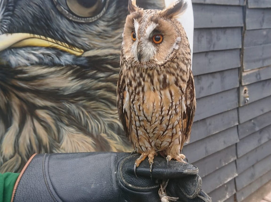 Hawkwise Falconry-Swepstone必去景点