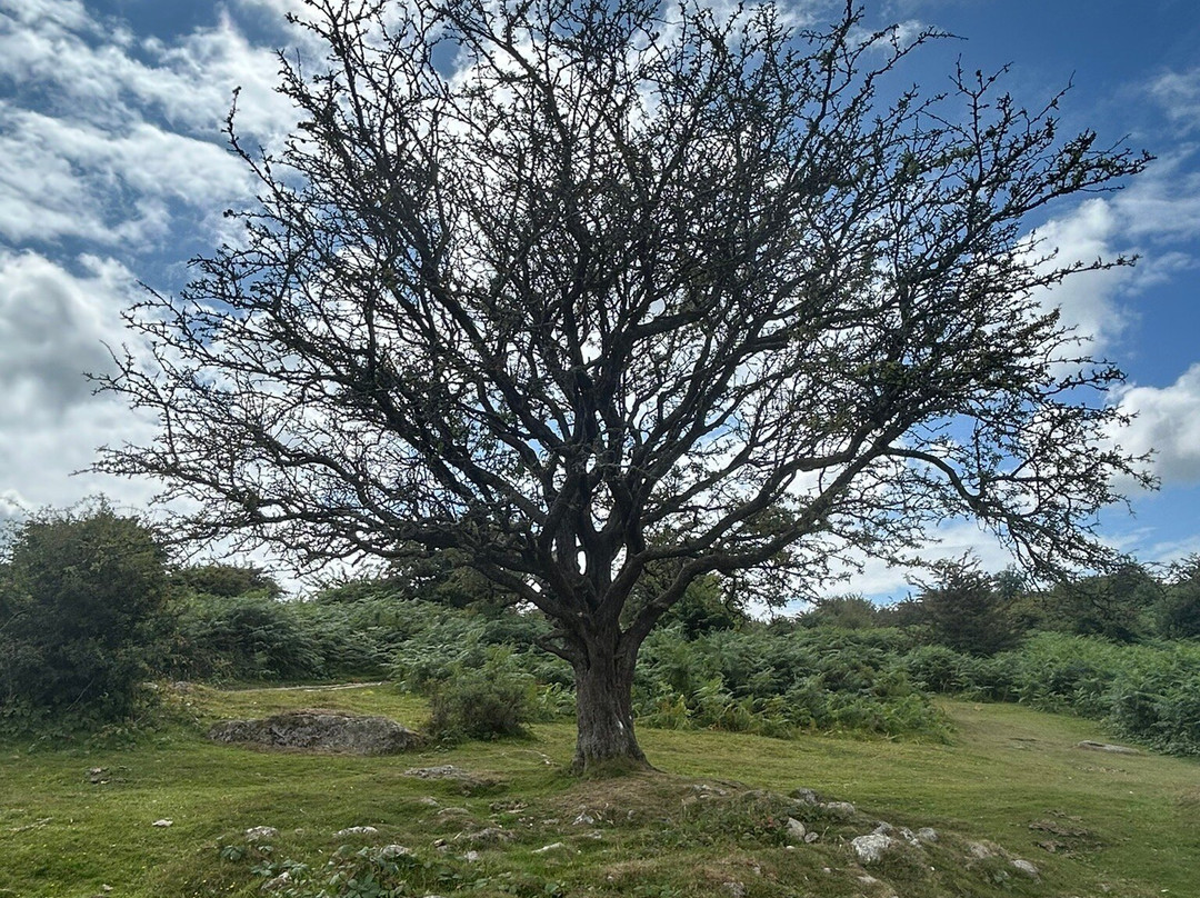 Hound Tor-达特穆尔国家公园必去景点