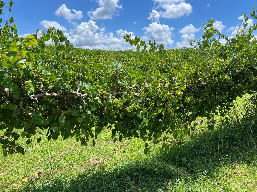 Tsali Notch Vineyard-Madisonville必去景点
