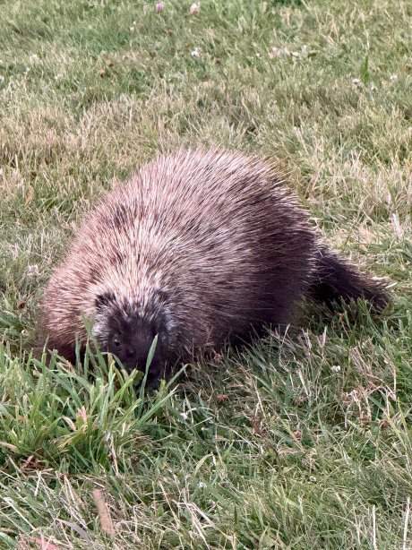 扎帐篷阿卡迪亚-官方