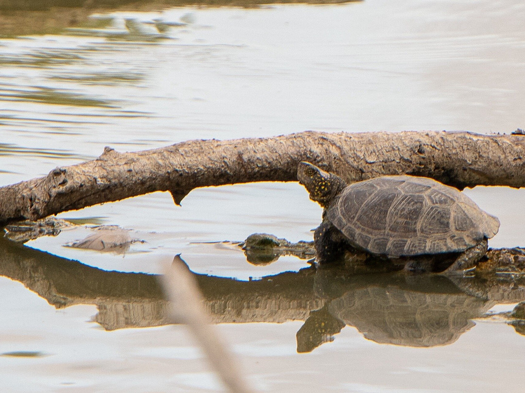La Boire des Carrés-Saint-Remy-en-Rollat必去景点