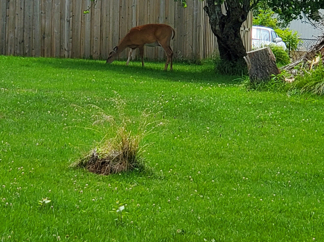 Minden House Cottages主图