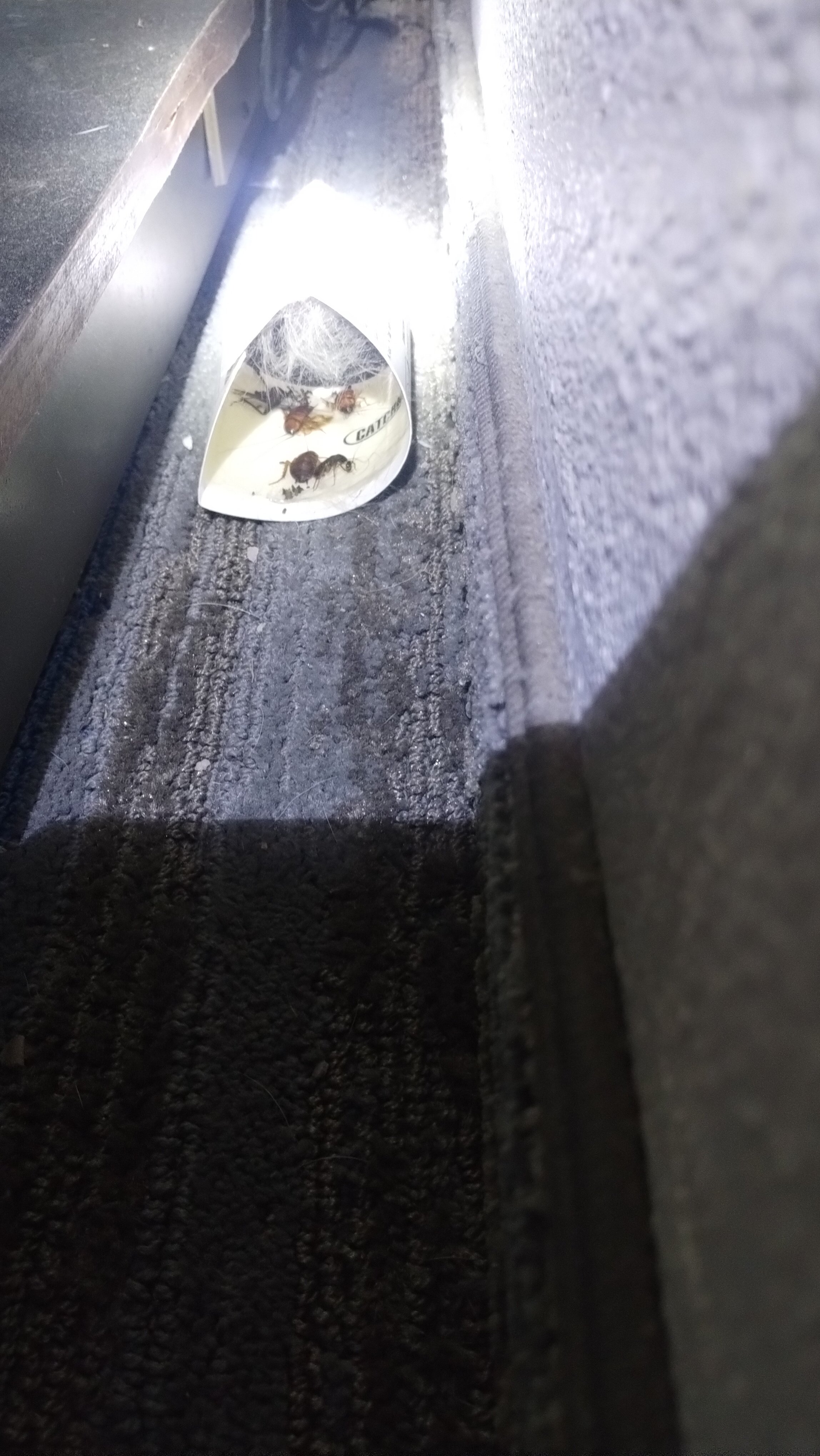 Best Western Eastland-官方