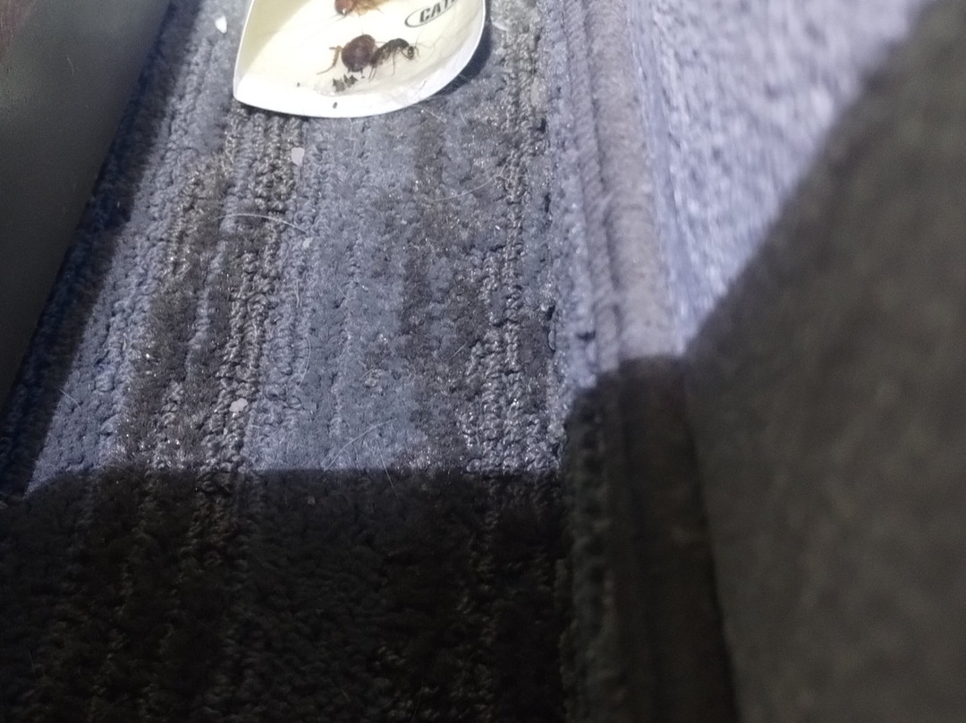 Best Western Eastland主图