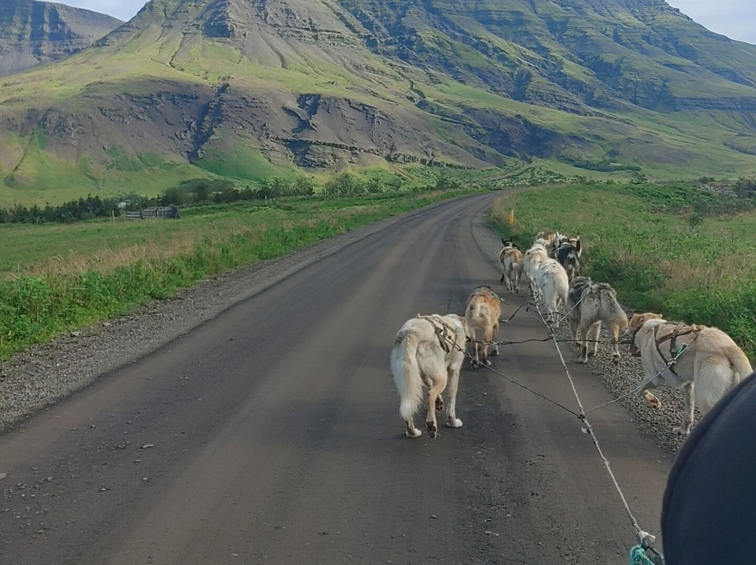 Dogsledding Iceland-莫斯费德斯拜尔必去景点