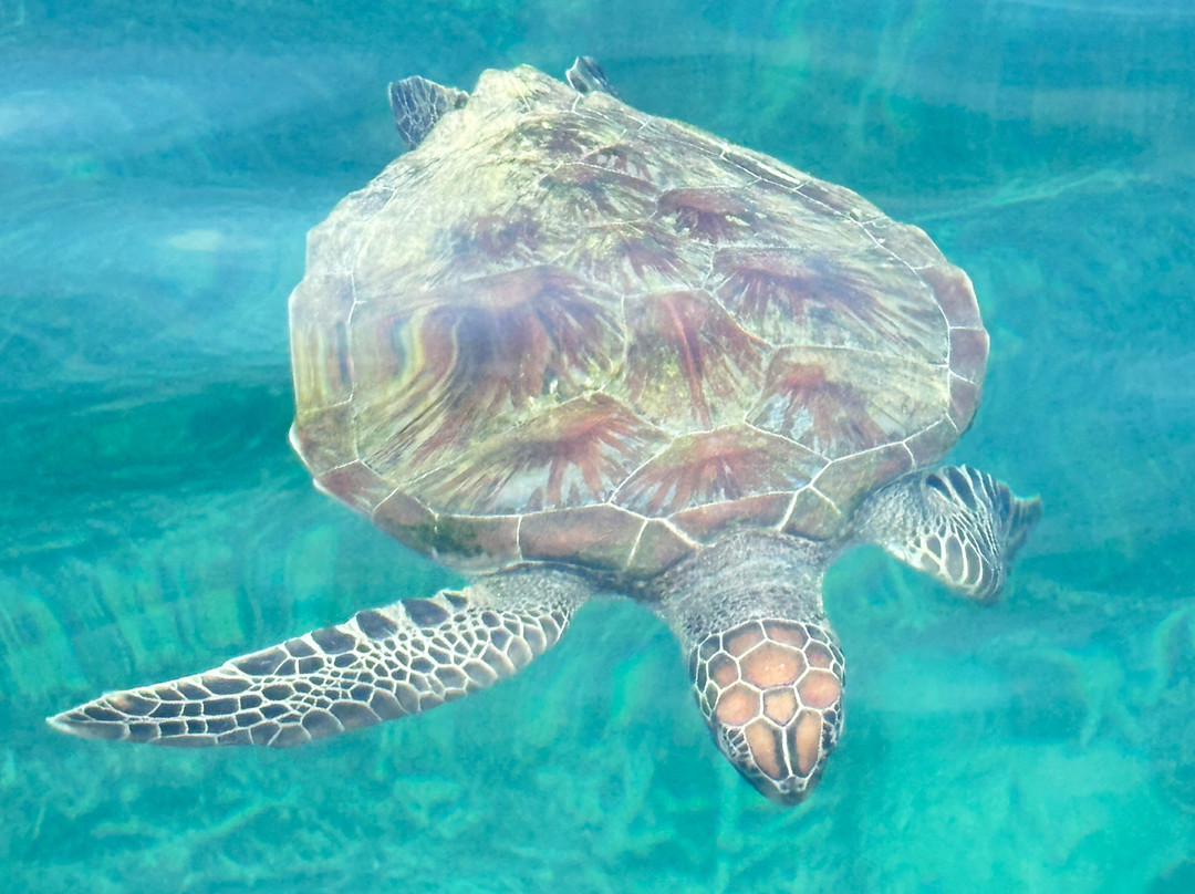 Che Wan Scuba-龙运必去景点