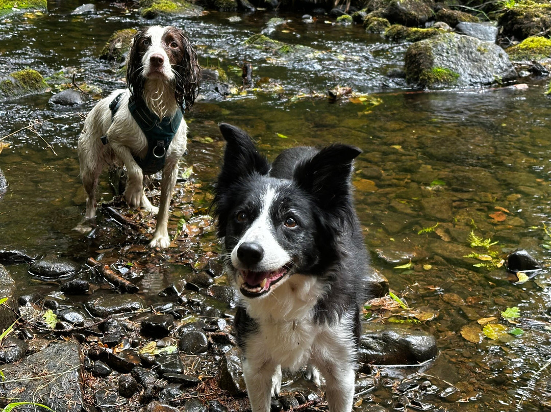 Hamsterley Forest-Hamsterley必去景点