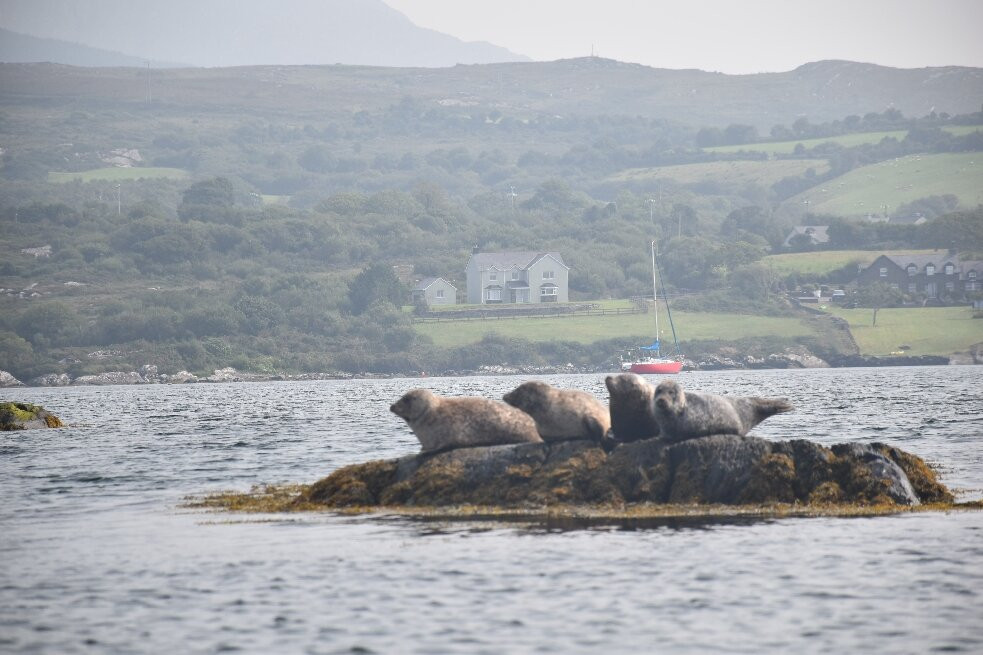 Wild Atlantic Wildlife-Adrigole必去景点