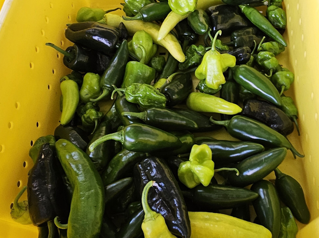 Boxwood Farms-Bel Air必去景点