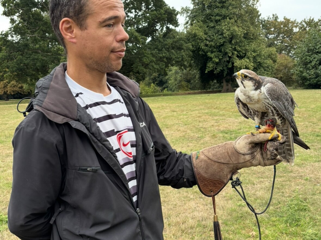 Icarus Falconry-北安普敦必去景点