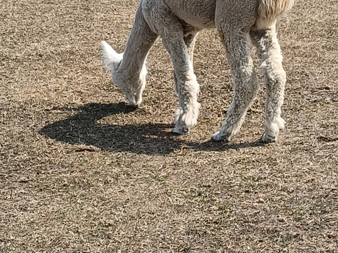 Cary Alpacas-约维尔必去景点