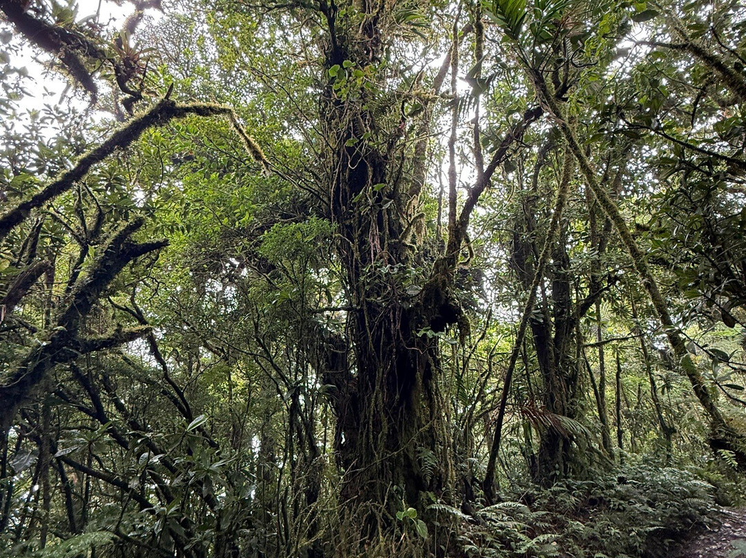 Reserva Bosque Nuboso Santa Elena-蒙特沃德必去景点