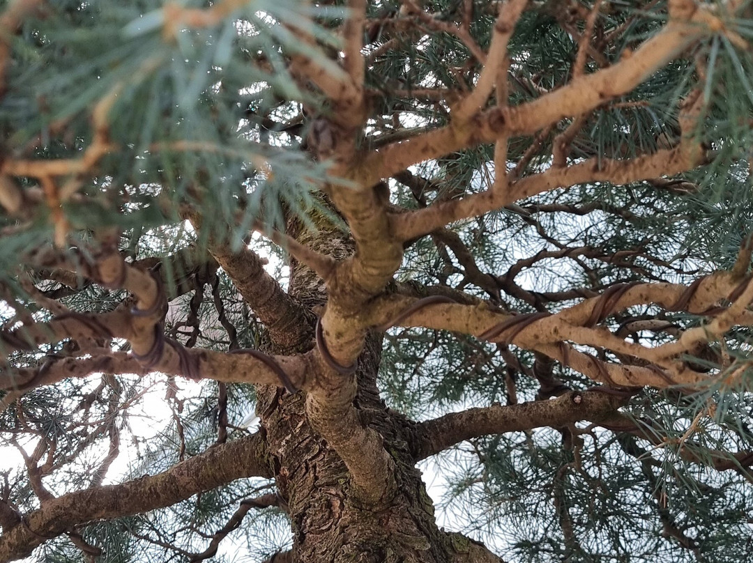 National Bonsai & Penjing Collection-Molonglo Valley必去景点