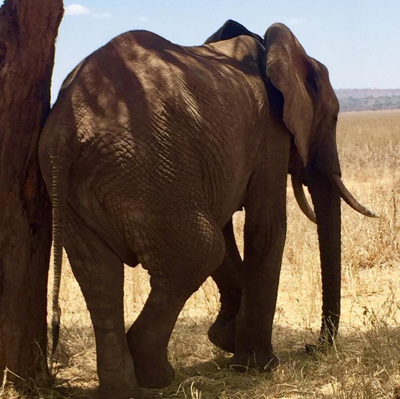 Escape To Tanzania Trekking & Safaris-莫西必去景点