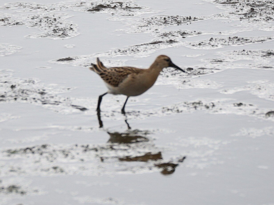 RSBP Dearne Valley - Old Moor-Wombwell必去景点