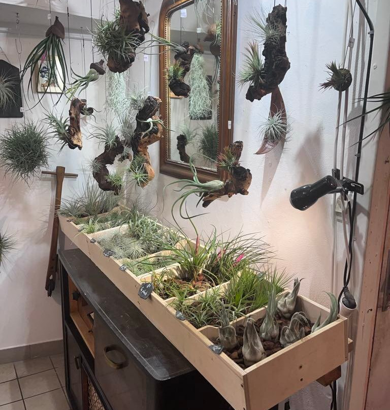 Aeranthos-莲蓬头必去景点