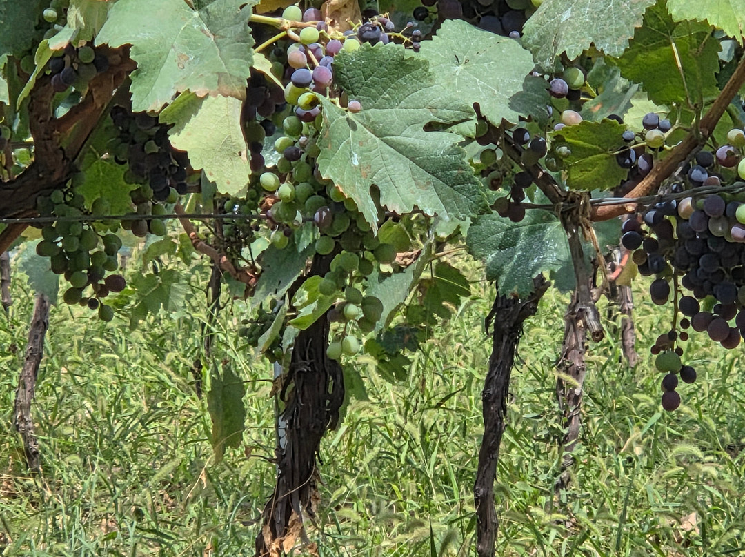 Vellino Wine Cellar-Kakabeti必去景点