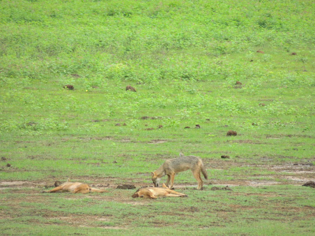 Nimsara Yala Safari-蒂瑟默哈拉默必去景点