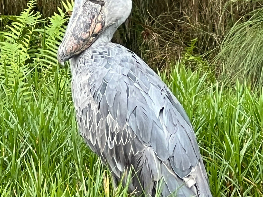 Lake Victoria Equator Entebbe-恩德培必去景点