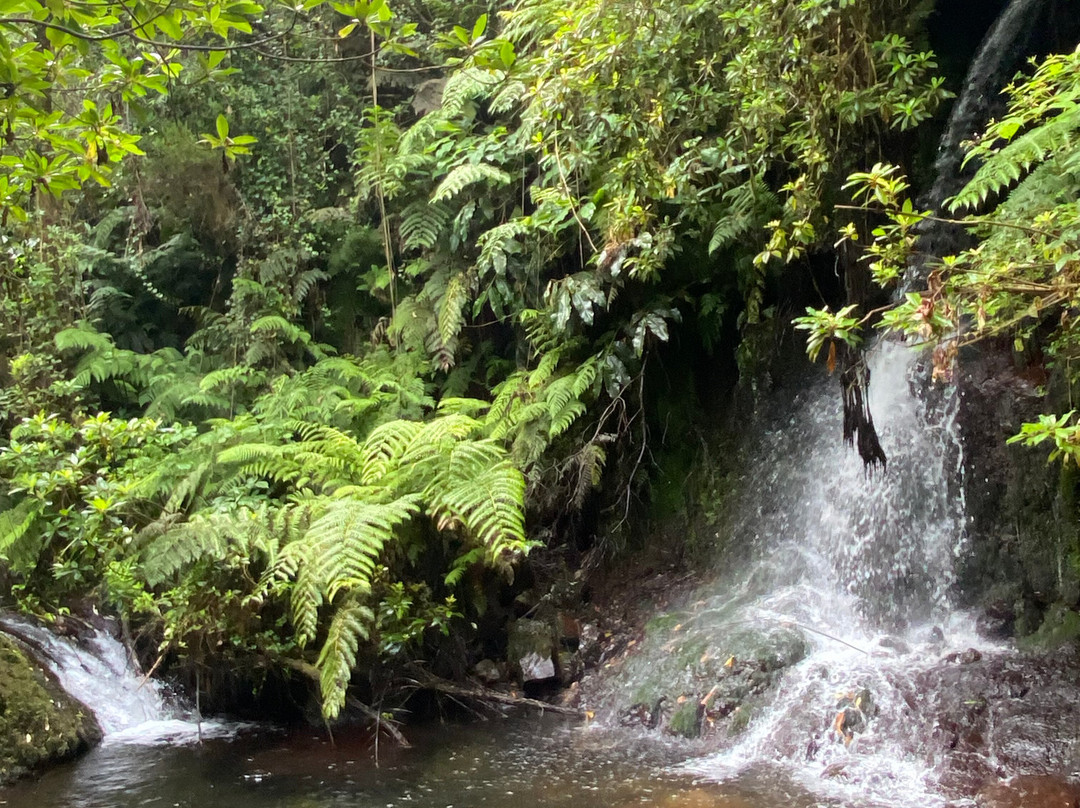 Madeira Wonder Hikes-沙尔必去景点