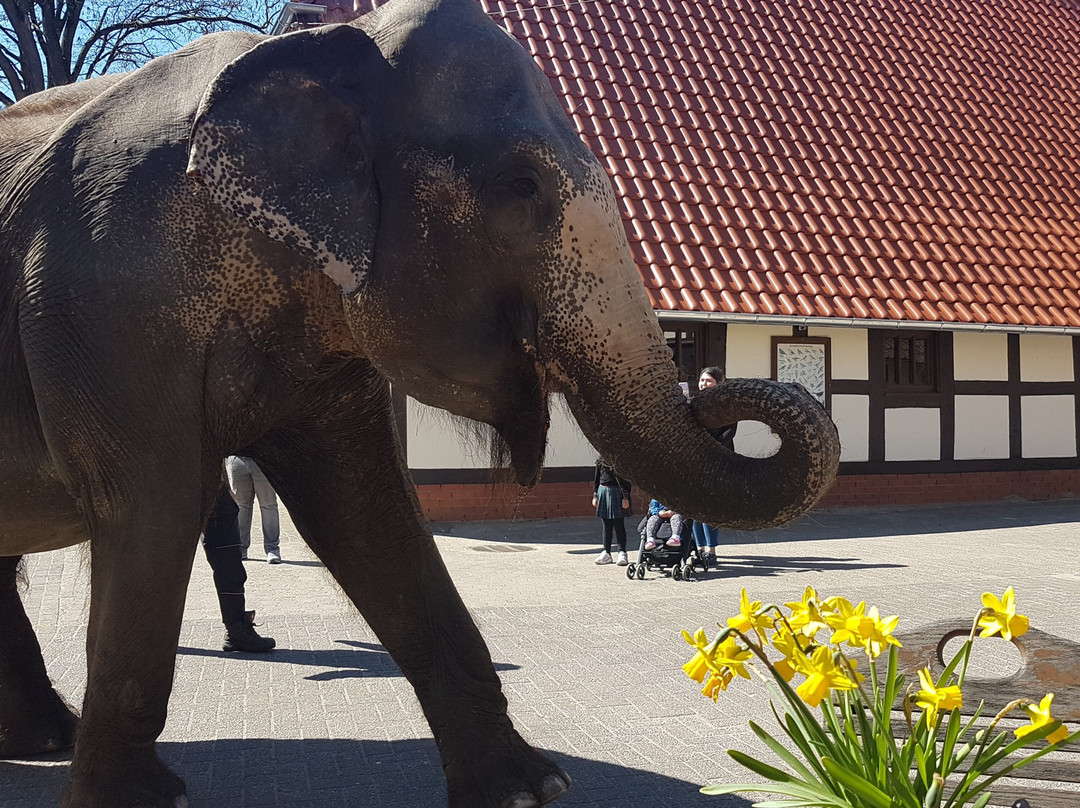 Tierpark Ströhen - Der Entdeckerzoo-Strohen必去景点