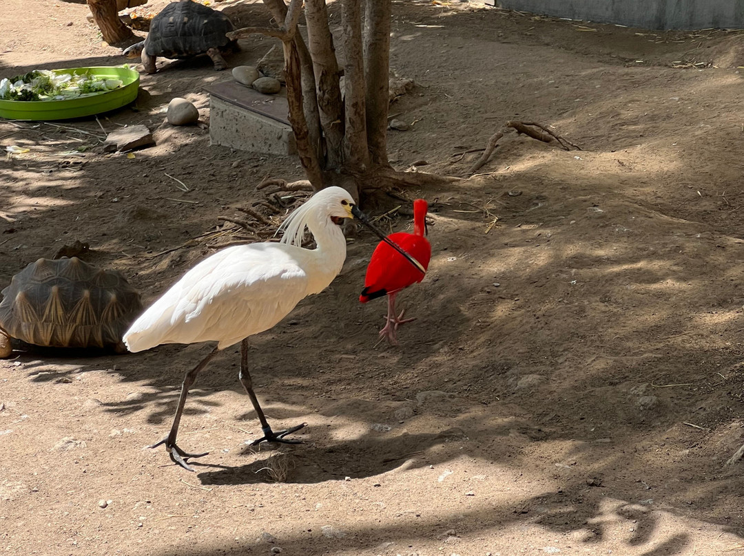 Espace Zoologique de Saint Martin la Plaine-Saint-Martin-la-Plaine必去景点