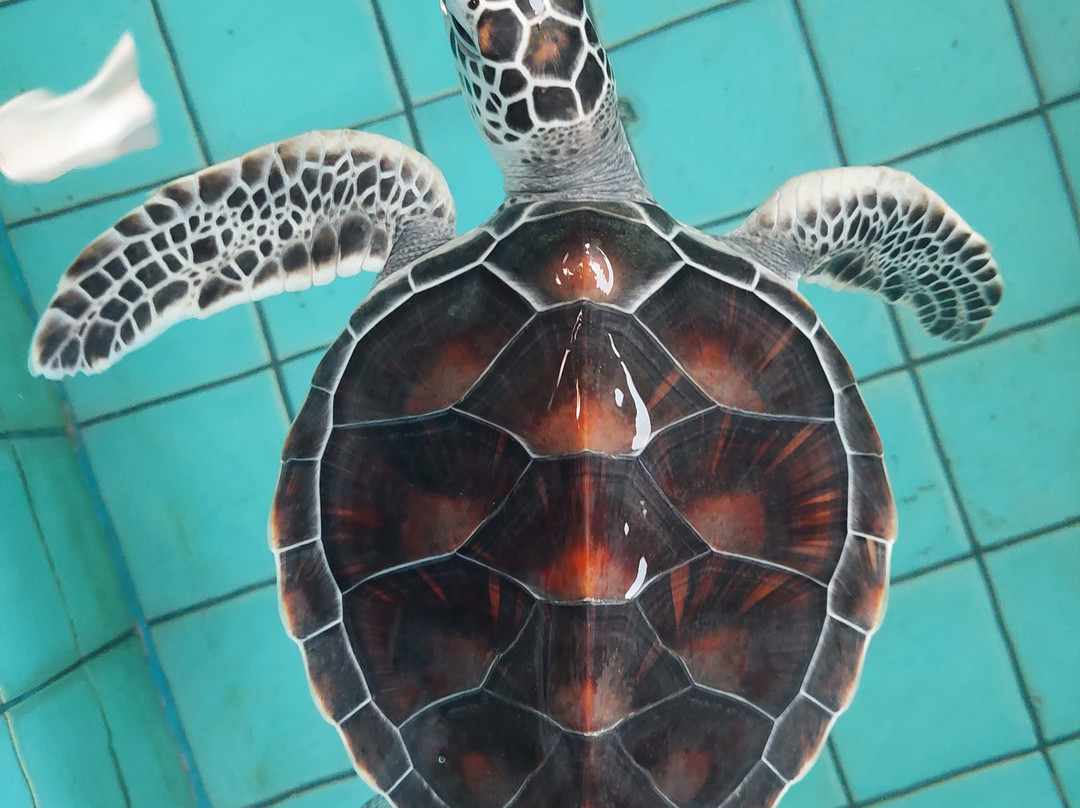 Sea Turtle Conservation Project (Koggala)-克拉必去景点