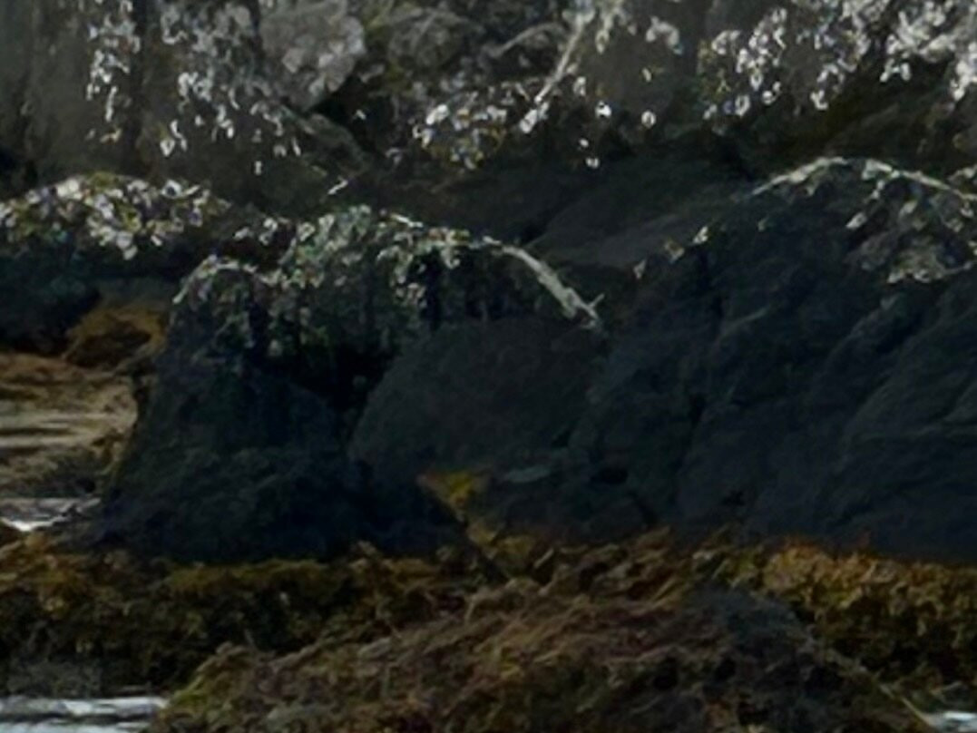 Islay Sea Adventures-Port Ellen必去景点