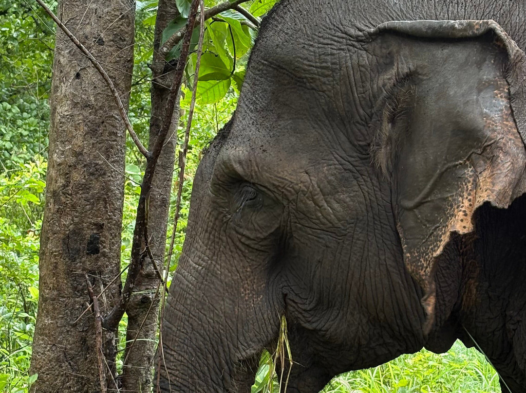 Elephant Valley Project-森莫诺隆必去景点