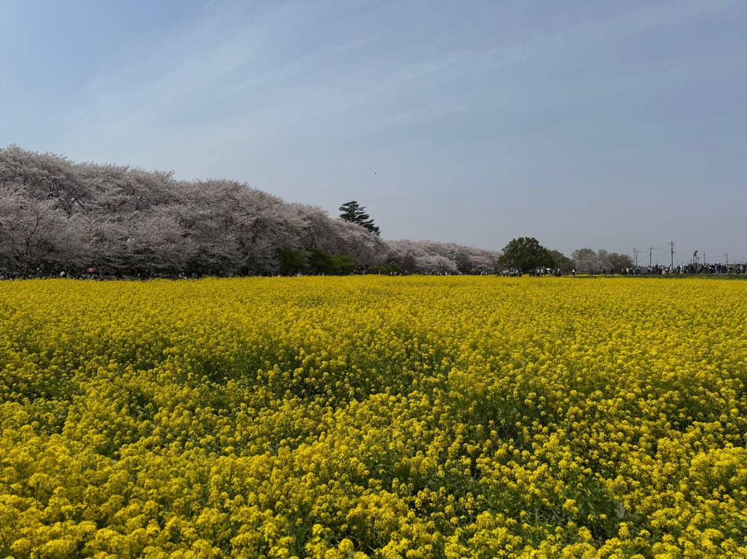 Gongendo Sakura Tsutsumi-幸手市必去景点