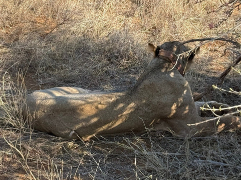 Little Lion Kenya con Rondo Veneziano-瓦塔木必去景点