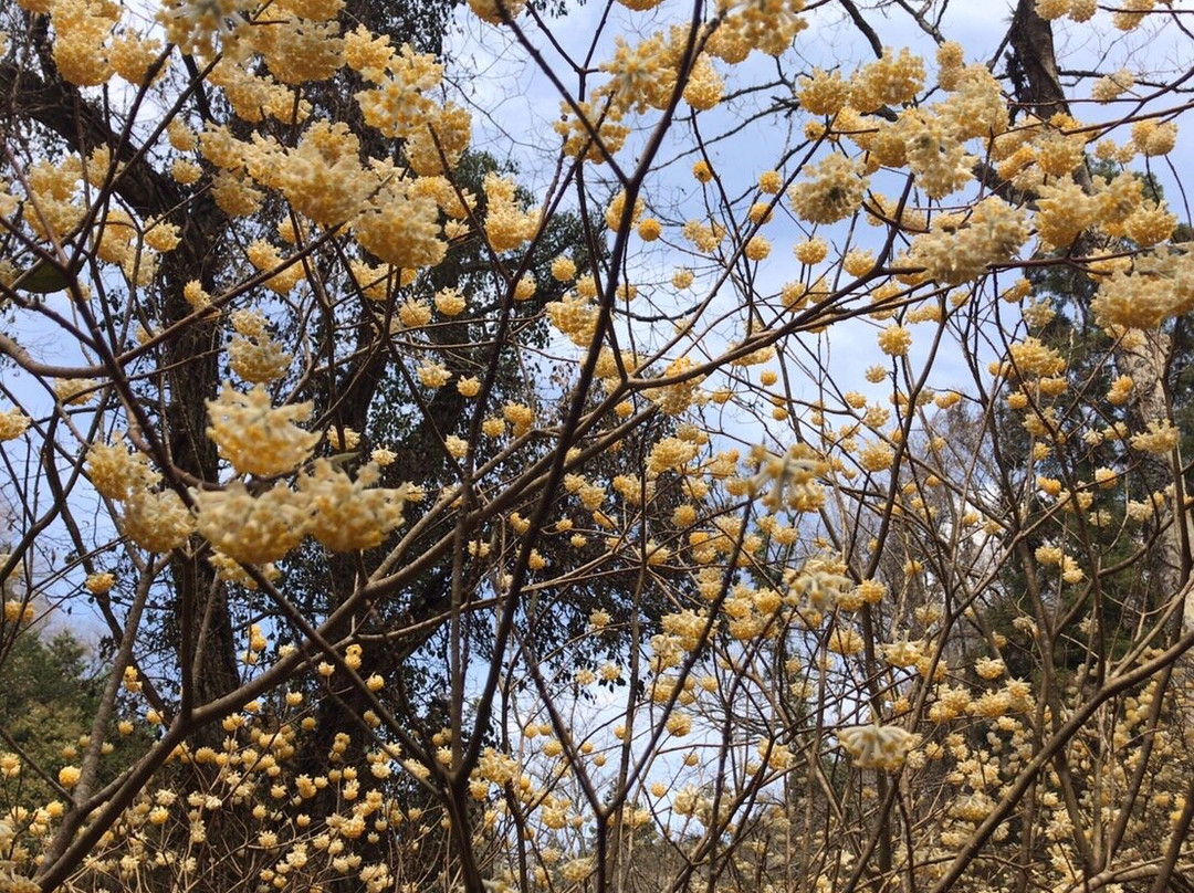 Mushiidani no Mitsumata Colony-安艺高田市必去景点