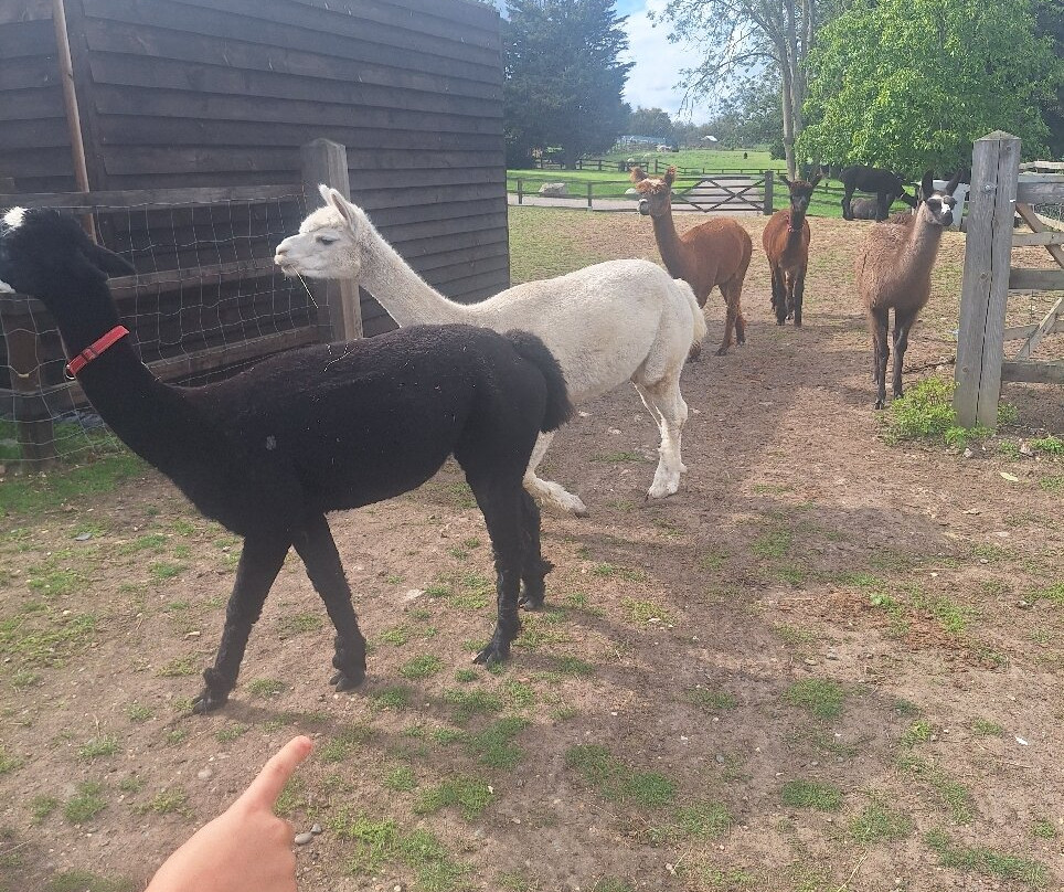 Stantons Farm - Petting Farm-Black Notley必去景点