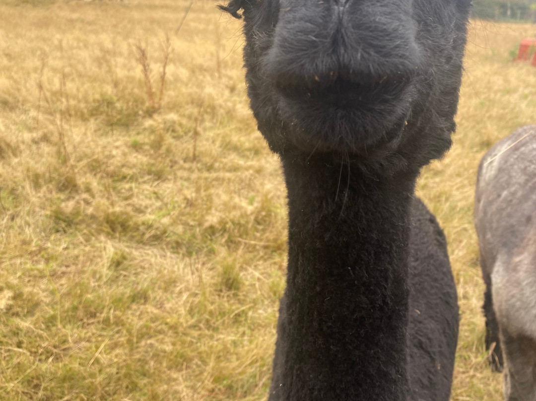 London Alpacas-Epping必去景点