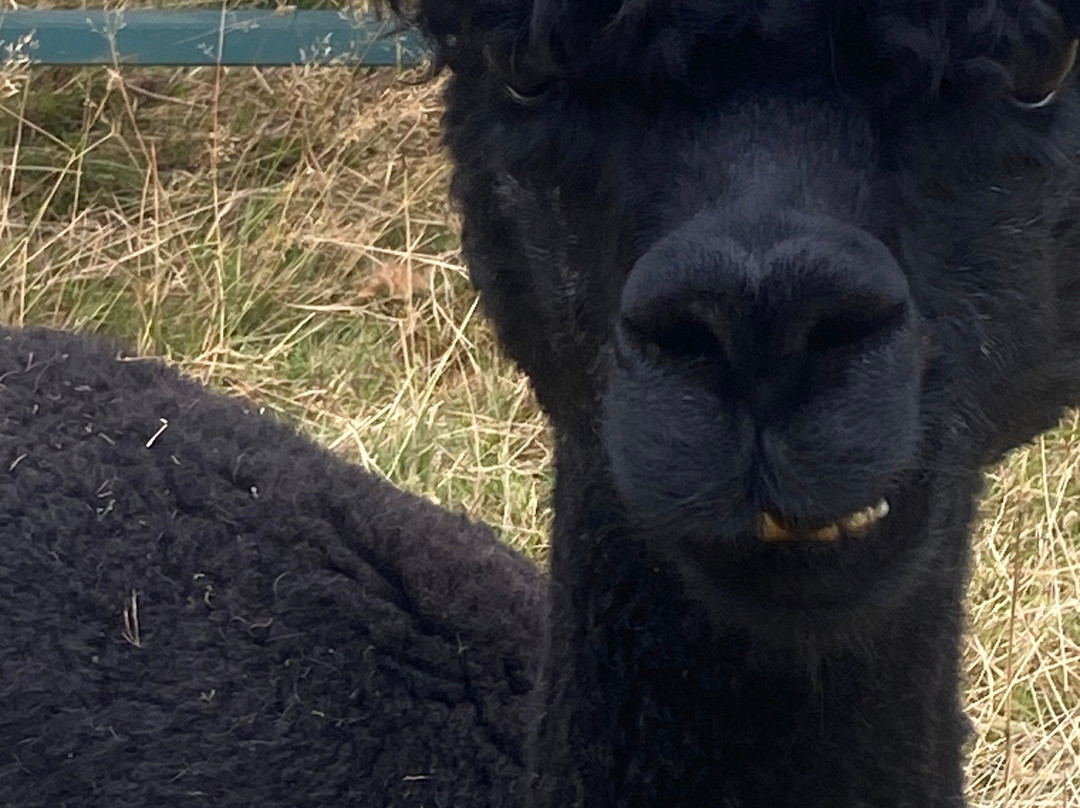 London Alpacas-Epping必去景点
