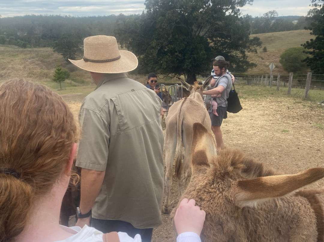 The Llama Farm-伊普斯威奇必去景点